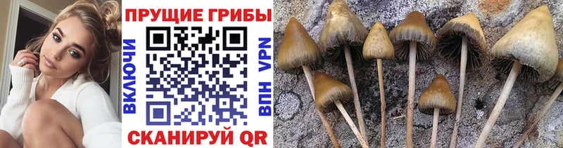 Купить закладки  Кингисепп  Псилоцибиновые грибы Psilocybine cubensis 